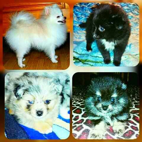 Щенки шпица в Раменское фото 31