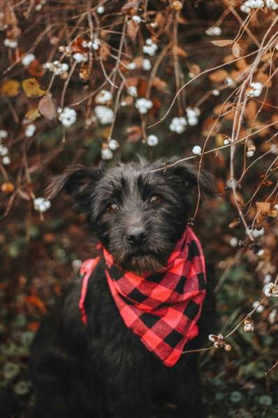 Бородатик Соня ищет дом в Москве фото 5