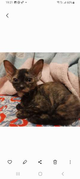 Котята ищут маму-папу в 