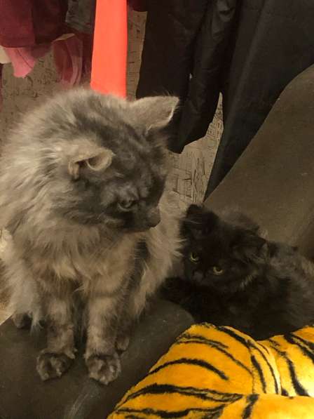 Котенок в Красноярске