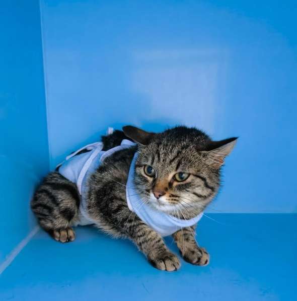 Молодая кошечка Тринити ищет дом в Москве фото 4