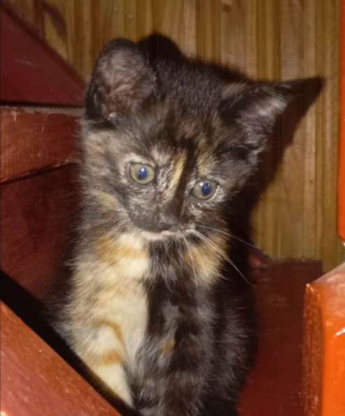 Котята бесплатно