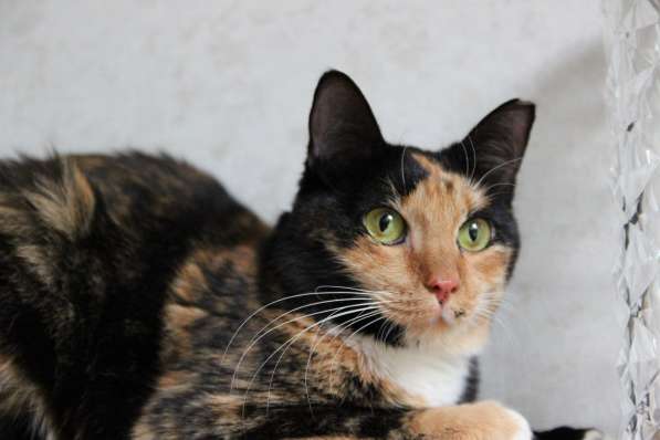 Трёхцветная красавица Лапушка в дар! в фото 9