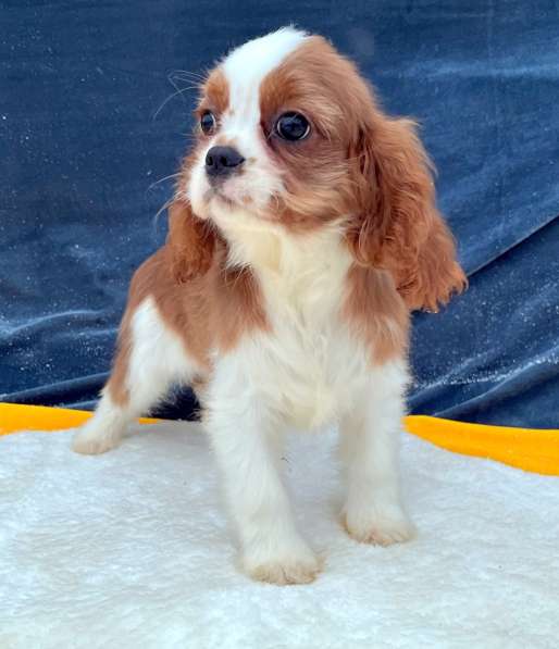 Кавалер кинг чарльз спаниель мальчик бленхейм в Санкт-Петербурге фото 4