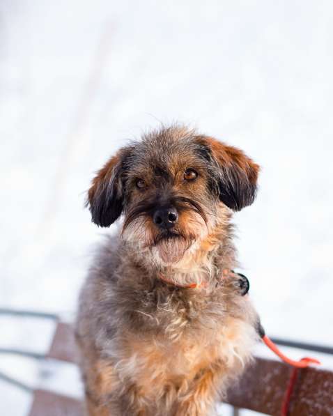 Редкой внешности собачка ищет дом в Санкт-Петербурге фото 7