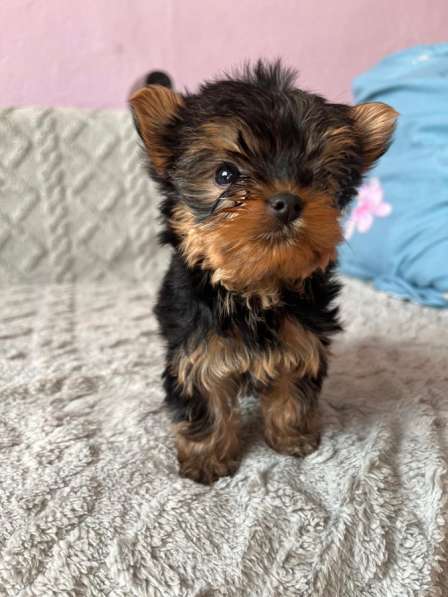 Йоркширский терьер в Уссурийске фото 5