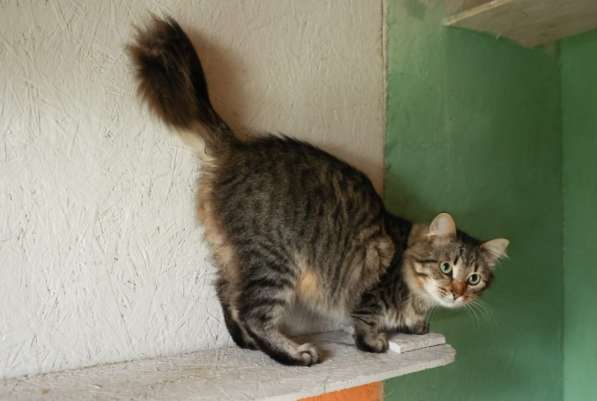 Пушистый красавиц кот Степан в добрые руки в Москве