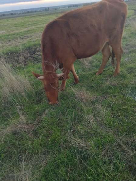 Продаётся коровы в Ставрополе