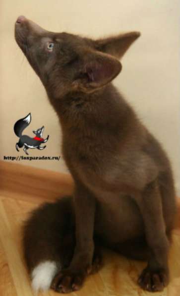 Домашние лисы и лисята разных окрасов в Москве