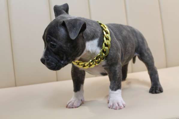 Шикарные щенки Американ Булли покет в фото 4