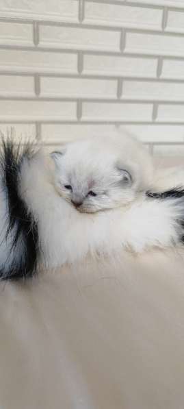 Шотландские котята в 