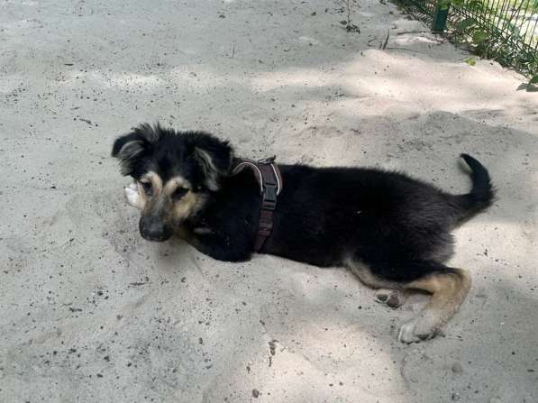 Хорошенький щенок с пушистыми ушками в Санкт-Петербурге фото 13