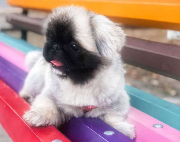 Puppies of different breeds в фото 20