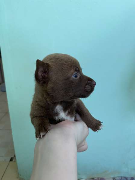 Щенки маленькой породы в Спасске-Дальнем фото 4