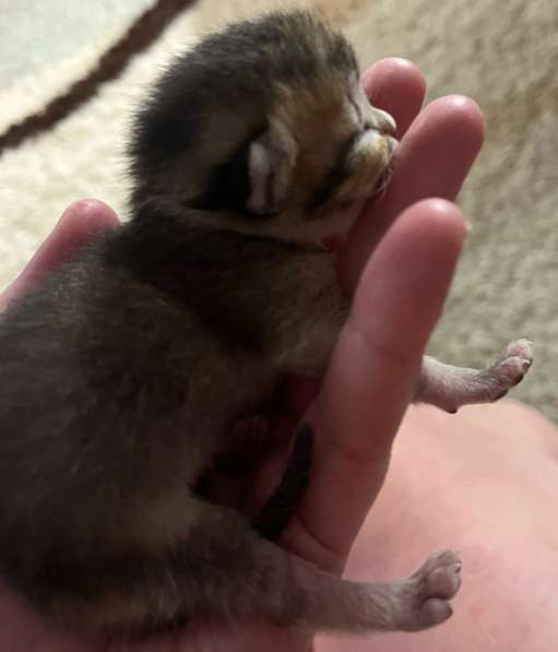 Котята золотая шиншила в Ижевске фото 5