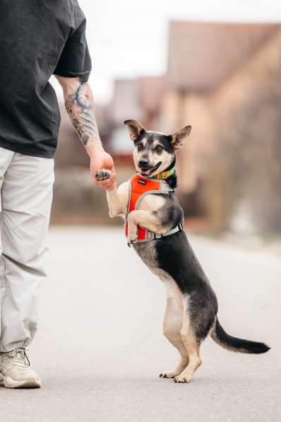 Маленькая собачка Дора в дар в Москве