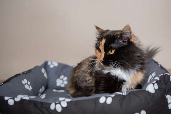 Роскошная трехцветная пушистая кошка Аргентина в Москве фото 7