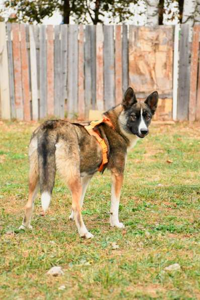 Бэллочка ждёт вас, самых лучших!!! в Москве фото 3