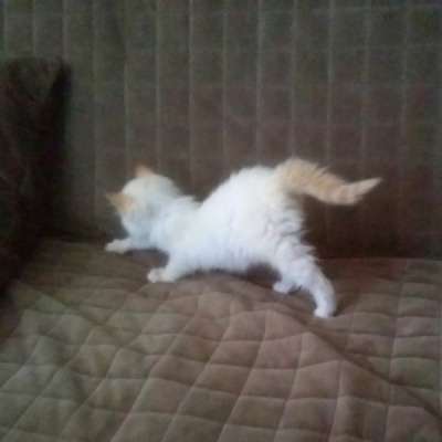 Отдам даром Очаровательного котенка 2 месяца в Омске фото 3