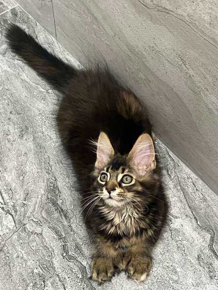 Мейн-кун полидакт девочка в Новосибирске фото 9