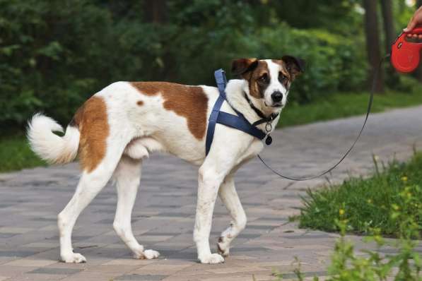 Познакомьтесь с невероятно спокойным и умным Арни! в Москве фото 5