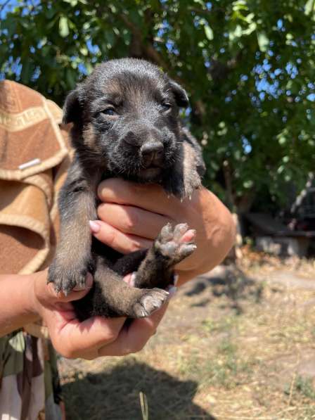 Бронь на немецких овчарок) в