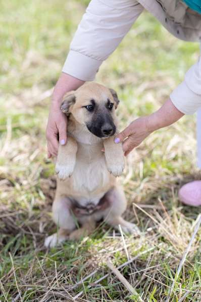 Ласковые щенята в Санкт-Петербурге фото 5