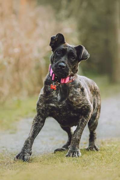 Мудрая Миранда ищет дом в Москве фото 5