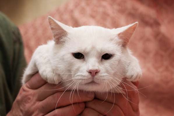 Шикарный котик Май &ndash; ласковый красавец! Ищет дом! в Москве фото 8