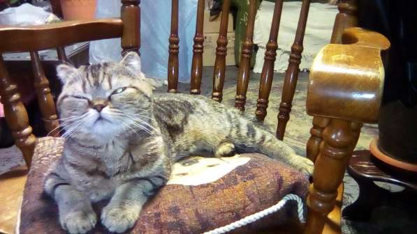 Котята шотландской породы в Самаре фото 10