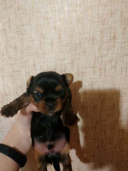 Продаю щенков йоркширских терьеров в фото 8