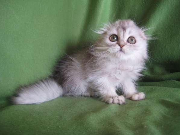 Котик - маленький НЛОшка в Казани фото 7