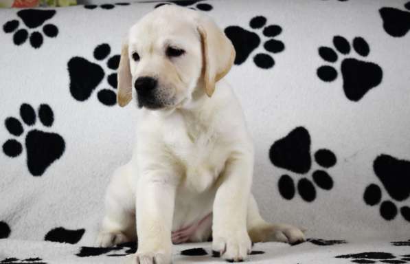 ПАТТИ ОСЕННЯЯ СКАЗКА в Москве фото 10