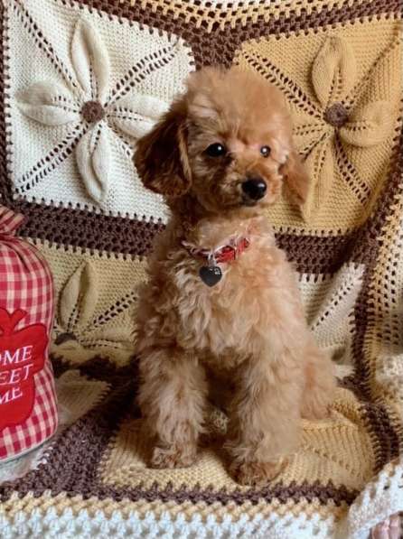 Щенки разных пород в фото 3