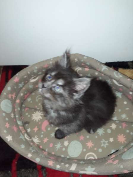 Котята Мейн-кун метисы в Наро-Фоминске фото 23