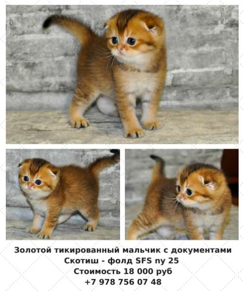 Шотландский вислоухий мальчик в Симферополе фото 4