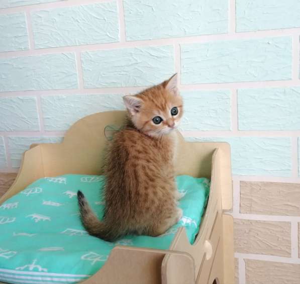 Золотые шиншилки в фото 10