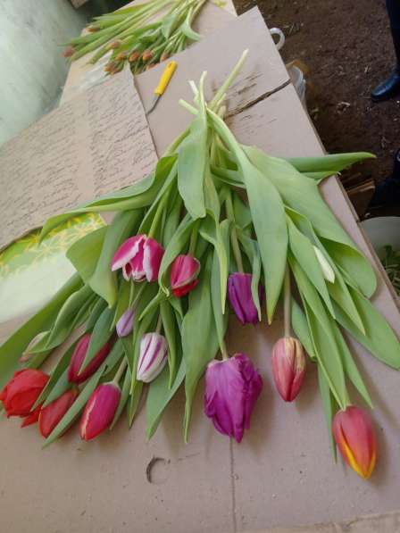 8 Марта без тюльпана - не праздник! в Зарайске