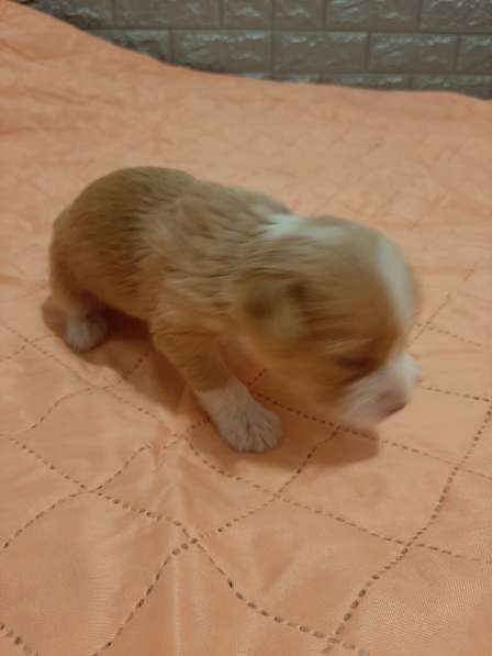 Продам щенков в фото 15