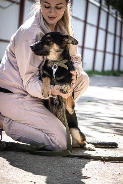Молоденькая некрупная собачка Зайка ищет семью! в Москве