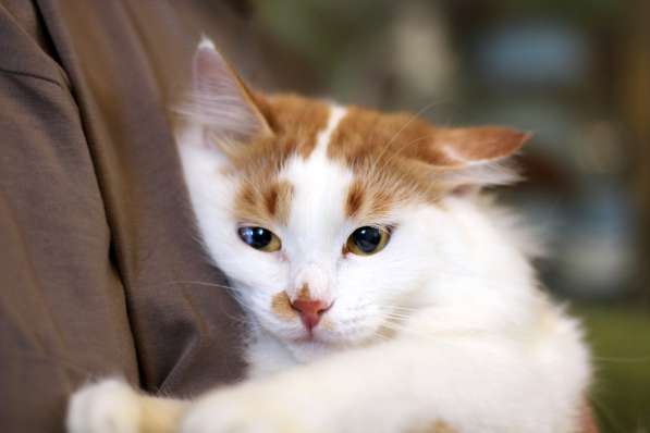 Пушистый роскошный котик Ёшка, ищет мам и пап в Москве