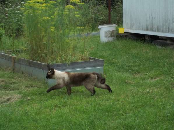 Отдам в хорошие руки кота