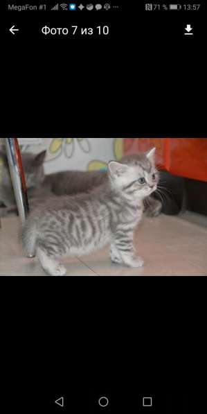 Продаётся шотландский прямоухий котёнок в Санкт-Петербурге фото 5