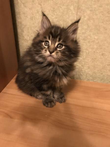 Мейн-кун в Серпухове фото 9