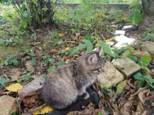 Котёнок девочка в Москве фото 10