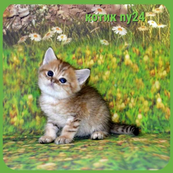 Золотой мальчик ny11 в Москве фото 4