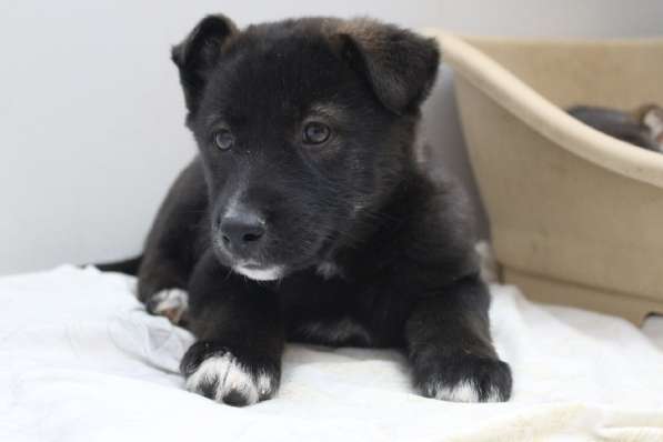 Черный щенок со звездочкой на груди в Санкт-Петербурге фото 7