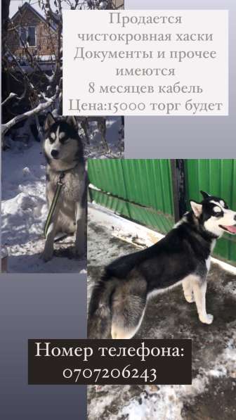 Хаски чистокровная 8 месяцев кабель