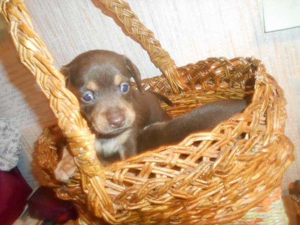 Щенки таксы миниатюрной в Твери фото 25