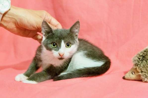 Котенок Мушка ищет дом в Москве фото 4